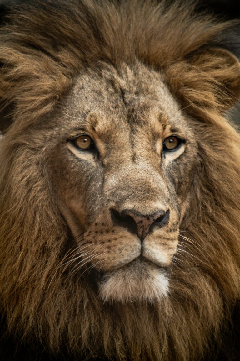Who is that Lion of the tribe of Judah?